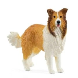 PAS COLLIE 13998