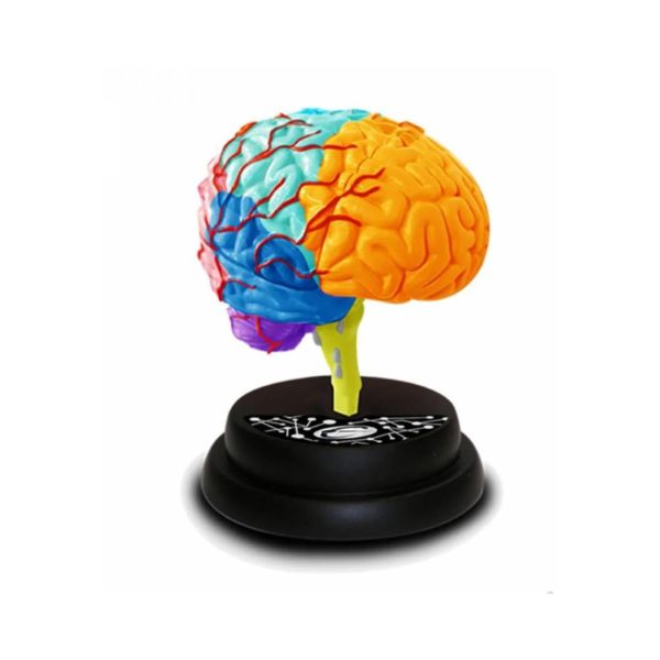 MODEL LJUDSKOG MOZGA 4D 35001