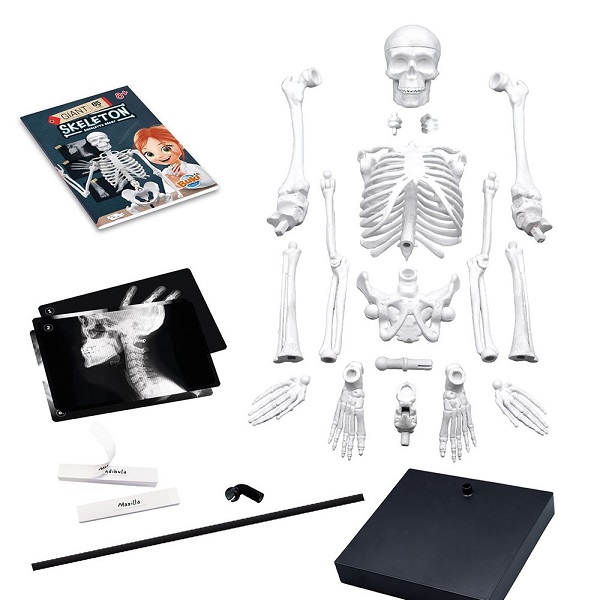 SKELET 104919 - Слика 3