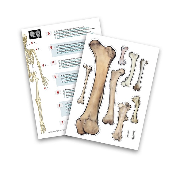 SKELET 104919 - Слика 2