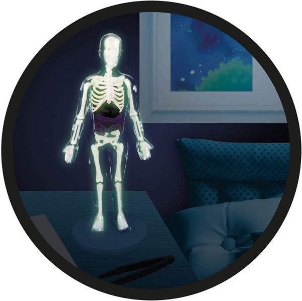 LJUDSKO TELO 103110 - Слика 3